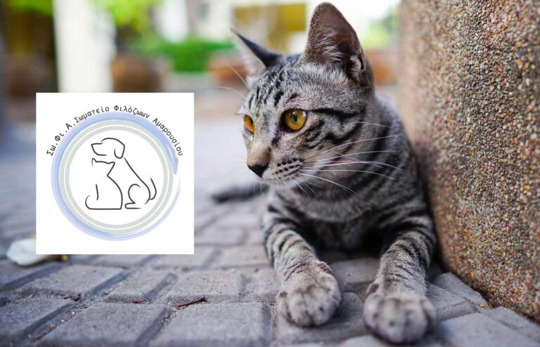 Συνέχεια στη κόντρα ΣωΦια – Τσιπουράκη