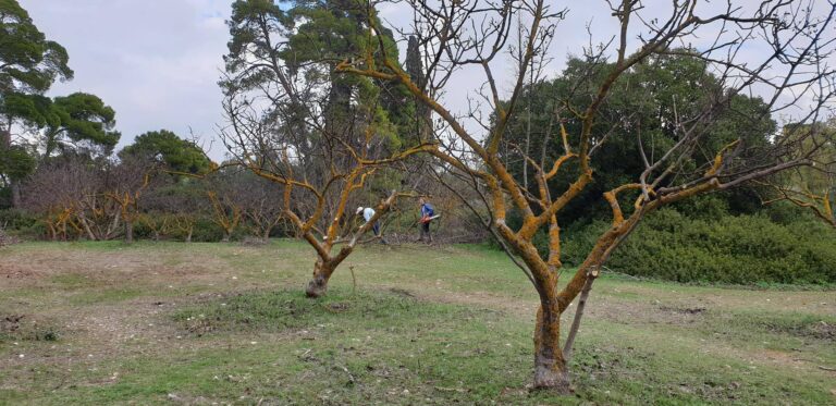 Ξεκίνησε το κλάδεμα των φιστικιών στο δάσος Συγγρού
