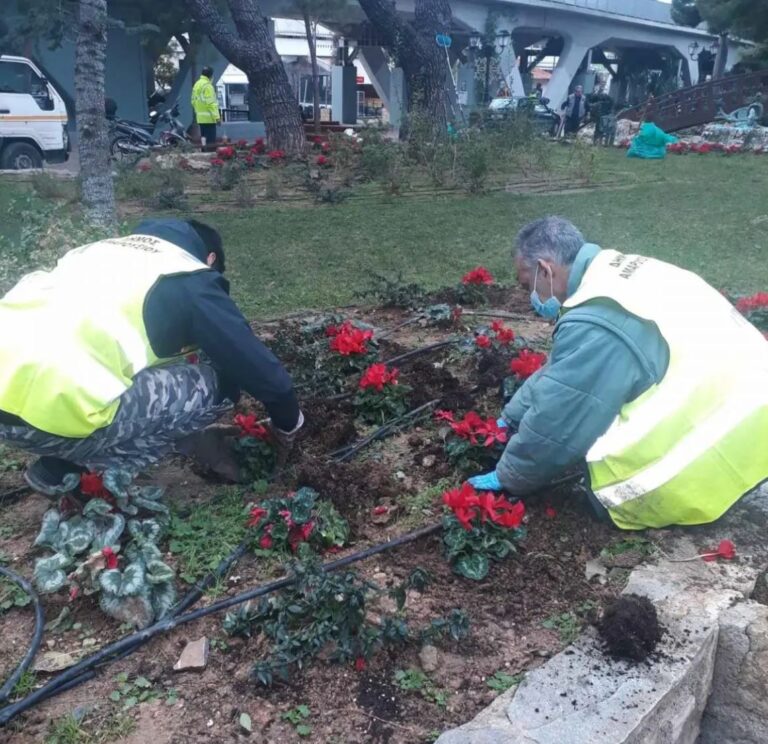 Η Υπηρεσία Πρασίνου γέμισε κυκλάμινα το Μαρούσι