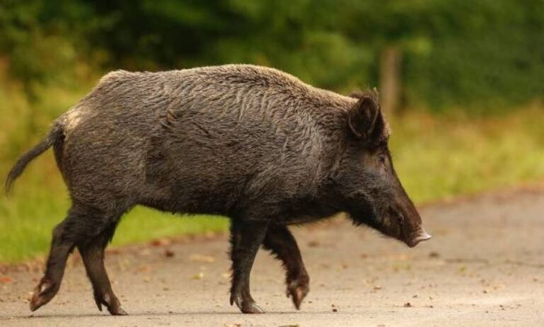 Προσοχή: Αγριογούρουνο εθεάθη στο δάσος Συγγρού