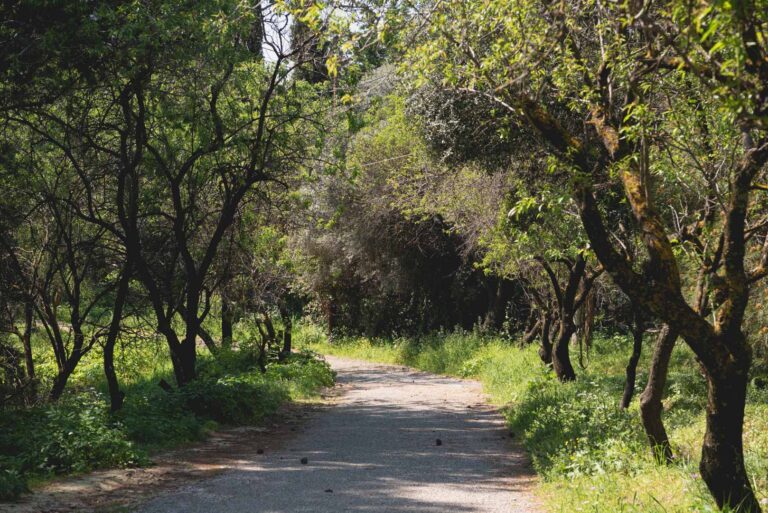 Πρόγραμμα Περιπάτου και Θεραπευτικής ‘Ασκησης στο Δάσος Συγγρού από τον ΠΕ.ΦΙ.ΠΟ.
