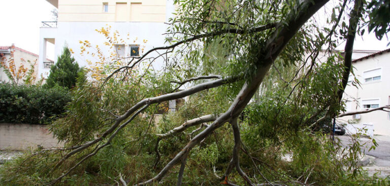 Πτώση δέντρου στο Μαρούσι