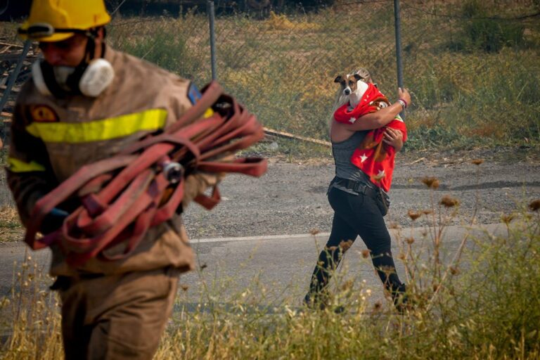 Συγκέντρωση βοήθειας για τα πυρόπληκτα ζώα στο Δημαρχείο Αμαρουσίου