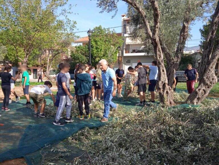 Μαθητές του Αμαρουσίου βοήθησαν στην συγκομιδή ελιών οι οποίες θα γίνουν ελαιόλαδο για το Κοινωνικό Παντοπωλείο