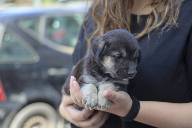 Μαρούσι: 16η δράση υιοθεσίας “Pet City – topetmou.gr